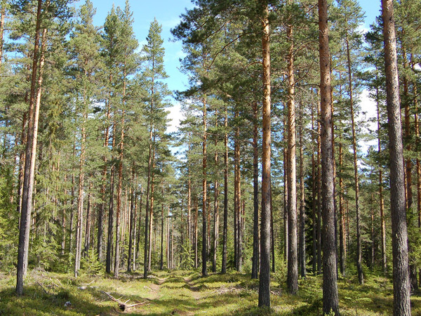 Norsk skog med frodig vekst og grønt underlag