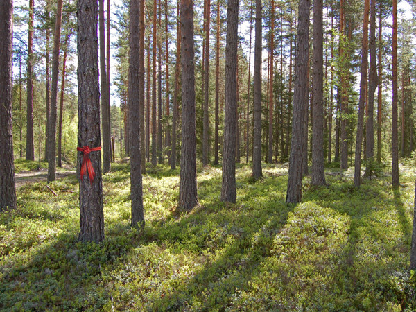 Norsk skog med sløyfe på et av trærne, frodig vekst og grønt underlag
